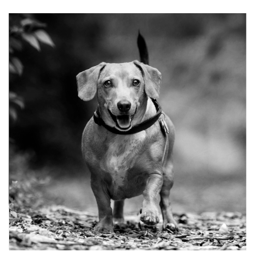 Flat Steel Portrait, Square, w/ BW  Image <h3 class="product_title entry-title">4” x 4” (10 x 10 cm)</h3>