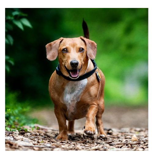 Flat Steel Portrait, Square, w/ Color  Image <h3 class="product_title entry-title">4" x 4"  (10 x 10 cm)</h3>